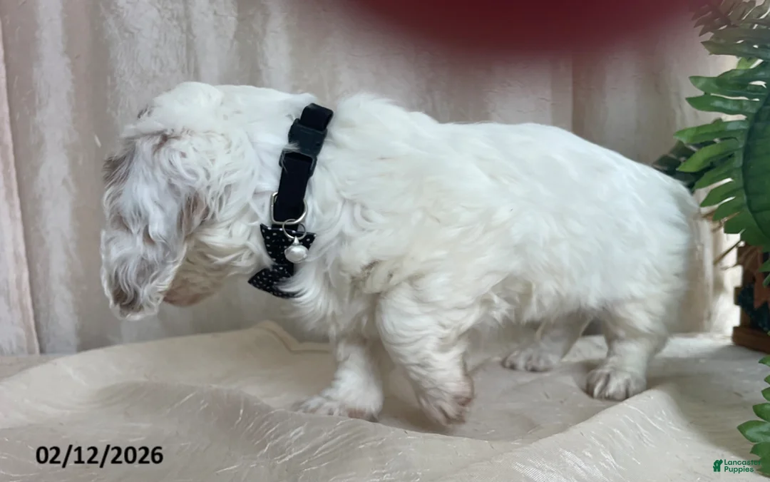 Miniature Dachshund dogs for sale: Valentine - Ad 4