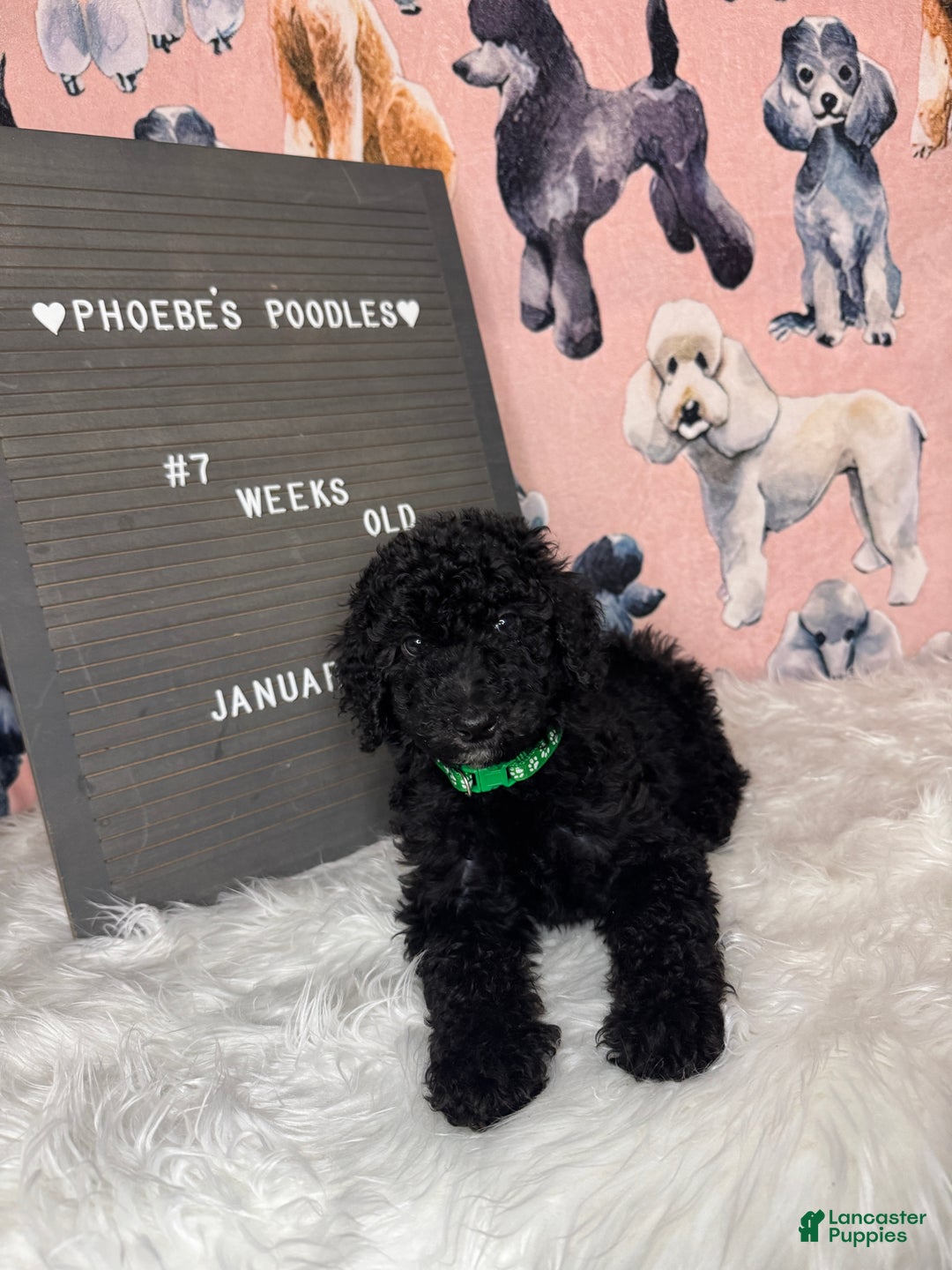Standard Poodle dogs for sale: Standard Poodle Puppy 5 - Ad 10