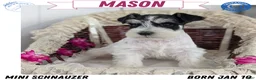 Miniature Schnauzer dogs for sale: Mason - Ad 1