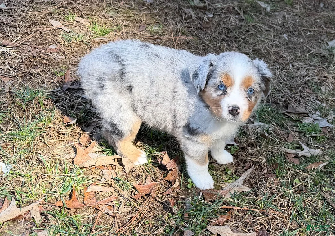 Australian Shepherd dogs for sale: Starla - Ad 3