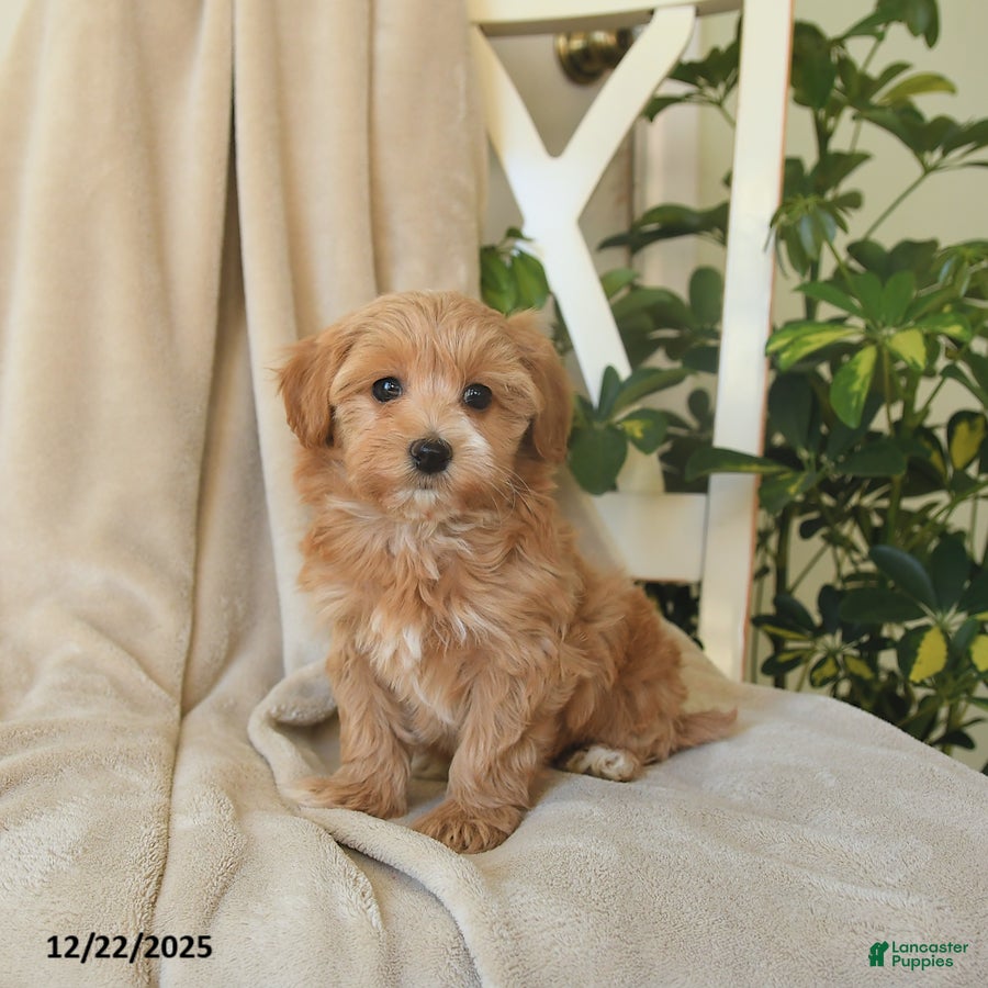 Havapoo dogs Lula - Ad 32