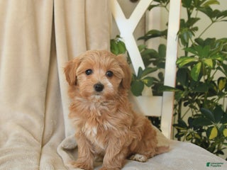 Havapoo dogs Lula - Ad 32