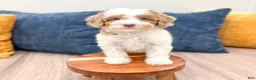 Miniature Poodle dogs for sale: Sasha - Ad 2