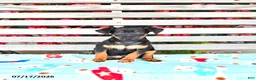 Miniature Pinscher dogs for sale: Jess  - Ad 4