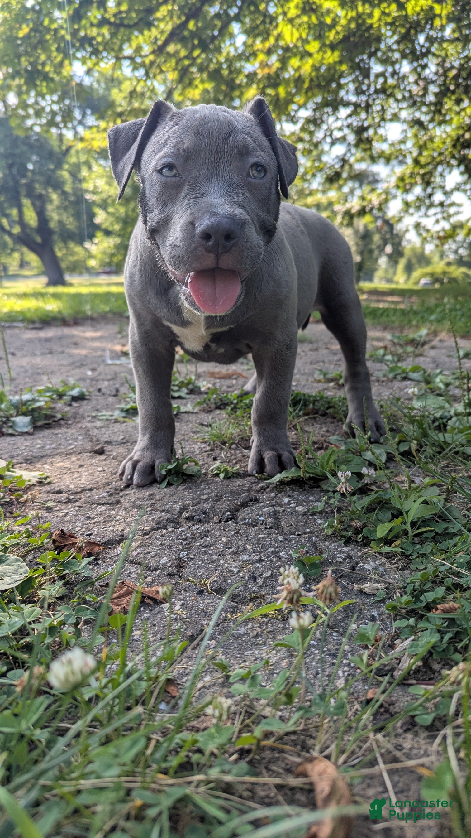 American Bully dogs G4 - Ad 1