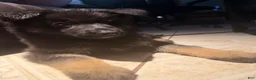 German Shepherd dogs for sale: German Shepherd 2 - Ad 2
