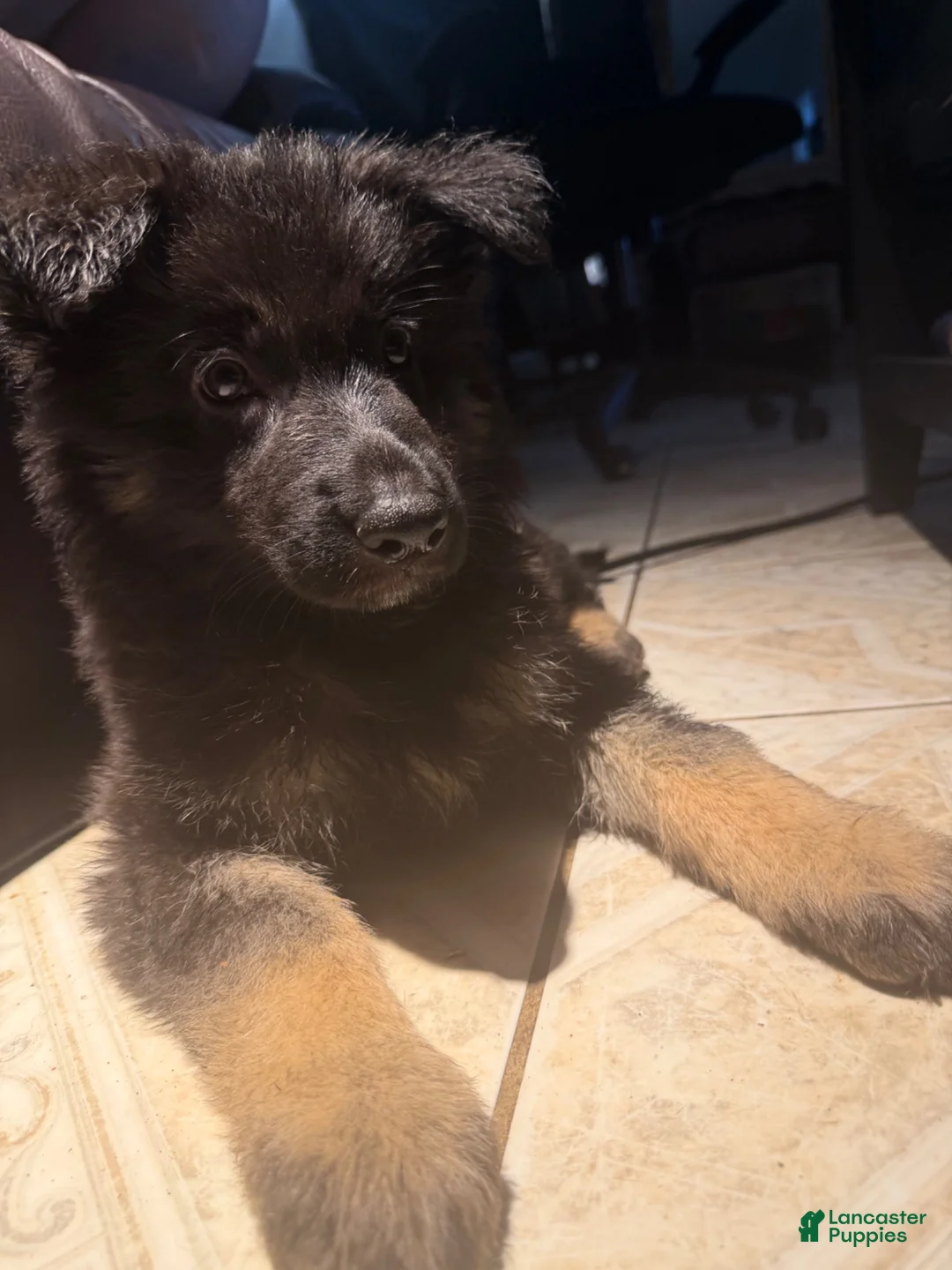 German Shepherd dogs for sale: German Shepherd 2 - Ad 2
