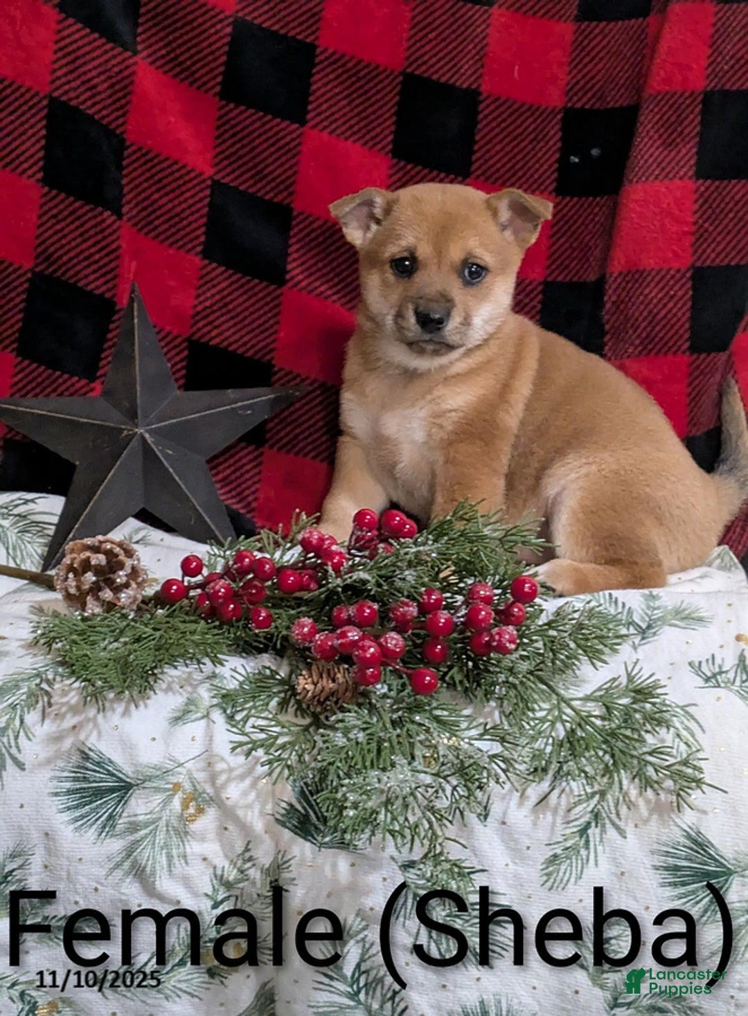 Mixed Breed dogs for sale: Sheba - Ad 1