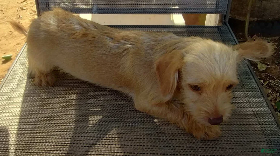 Mixed Breed dogs for sale: Boy - Ad 6