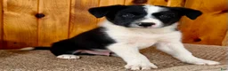 Border Collie dogs for sale: King - Ad 12