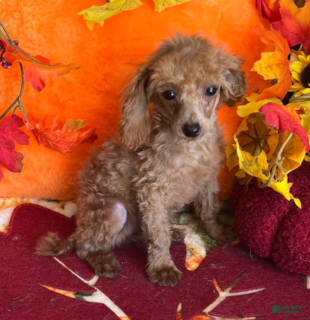 Toy Poodle dogs for sale: Rosey - Ad 4