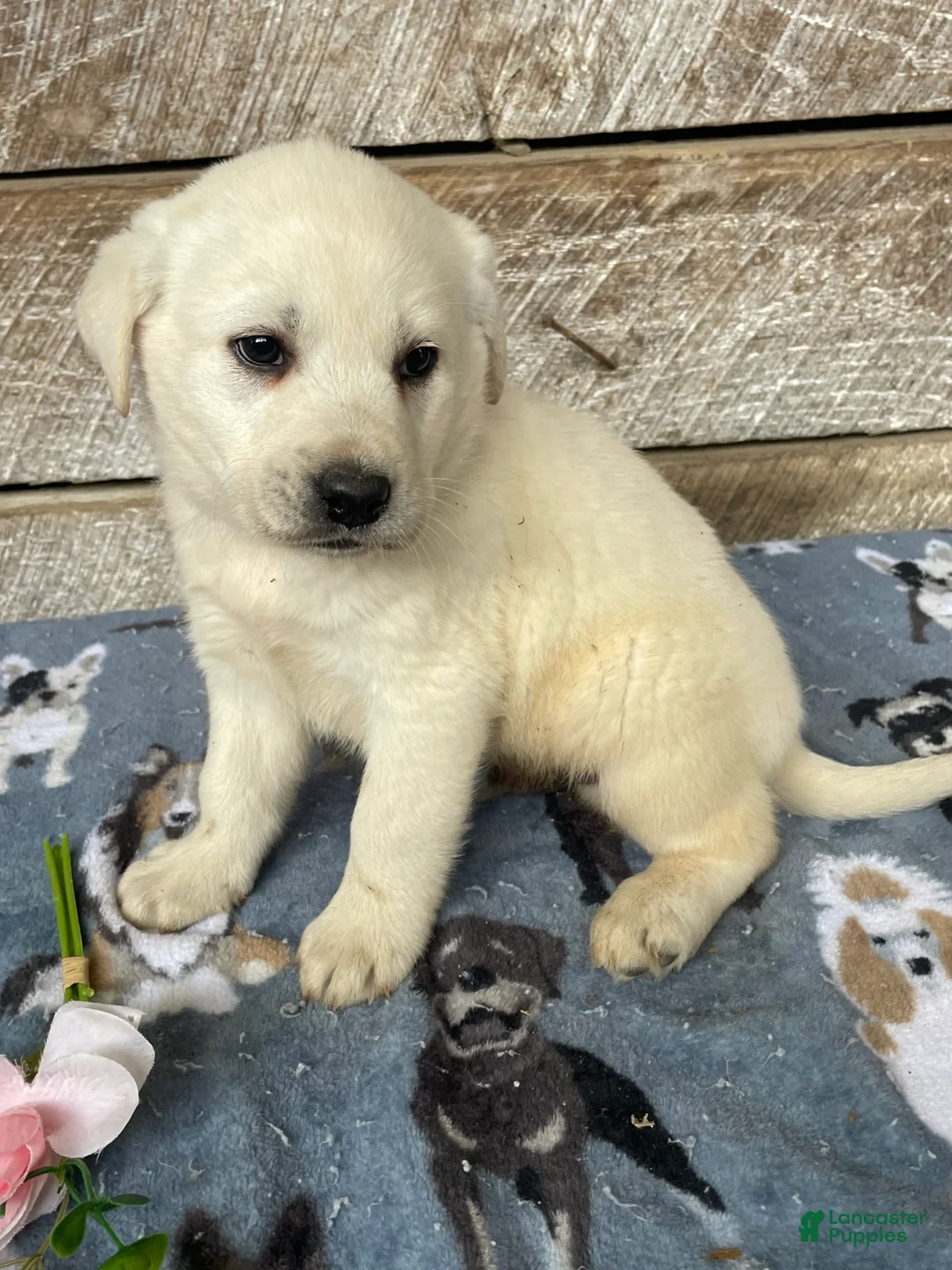 Labrador Retriever dogs for sale: Apollo - Ad 4