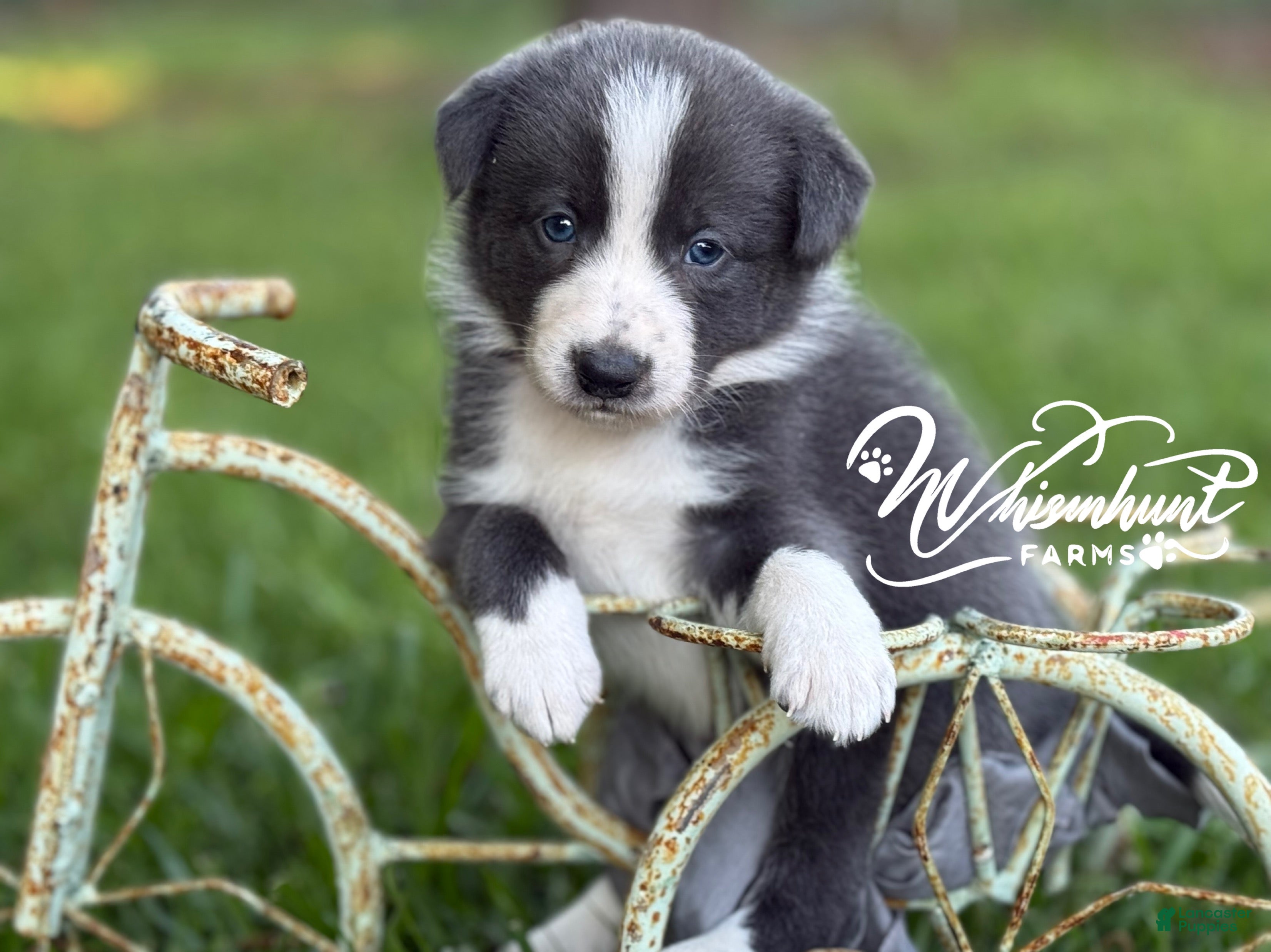 Border Collie dogs Blue short hair - Ad 4