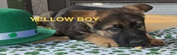 German Shepherd dogs for sale: Blue Boy - Ad 9