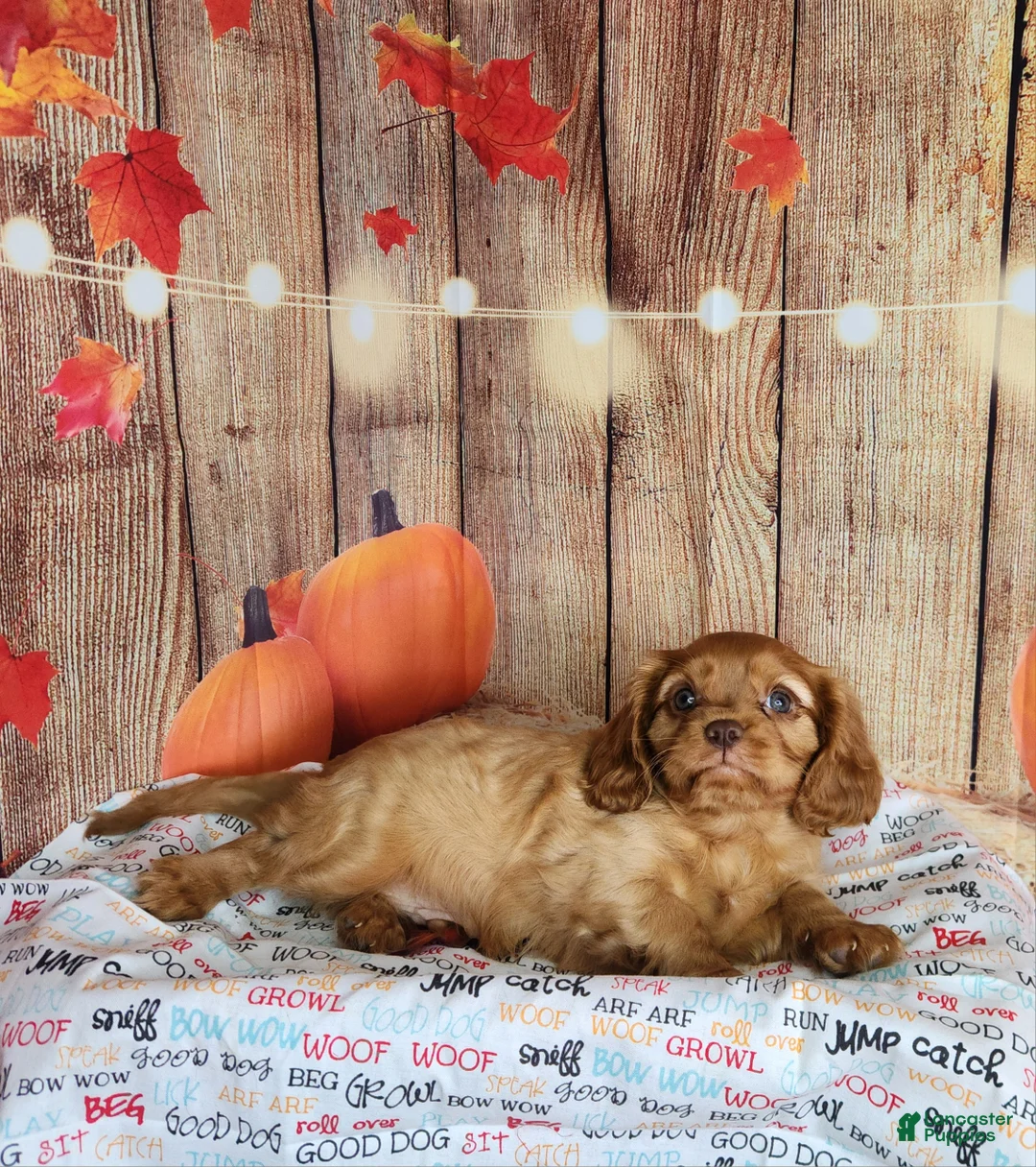Cavalier King Charles Spaniel dogs for sale: AKC Rocky - Ad 2