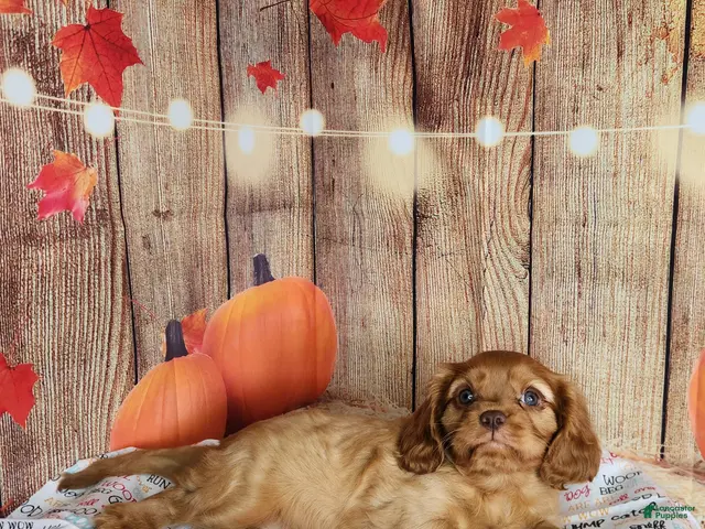 Cavalier King Charles Spaniel dogs for sale: AKC Rocky - Ad 2