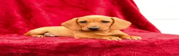 Miniature Dachshund dogs for sale: Sammi - Ad 2