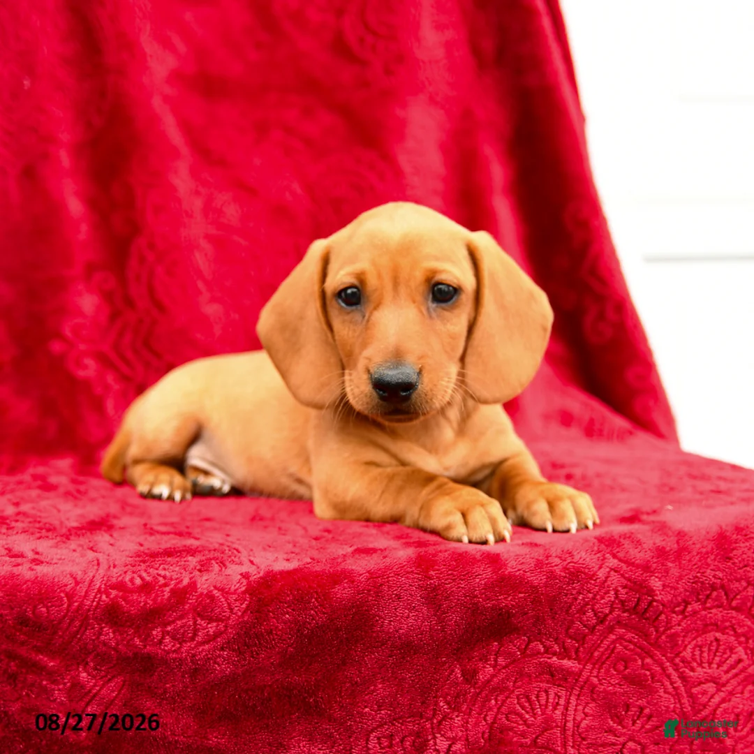 Miniature Dachshund dogs for sale: Sammi - Ad 2