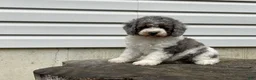 Miniature Poodle dogs for sale: Denzel Miniature Poodle  - Ad 10