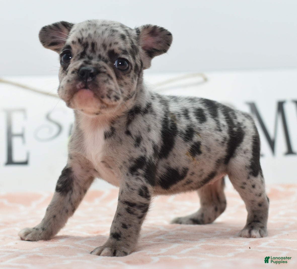 Mixed breed (Mixed breed, Female) in Dayton, OH