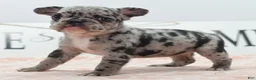 Mixed Breed dogs for sale: Ruby merle - Ad 1
