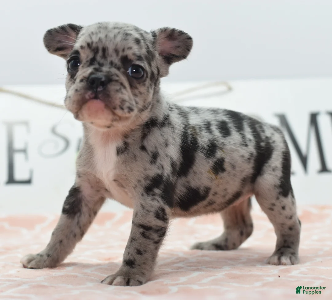 Mixed Breed dogs for sale: Ruby merle - Ad 1