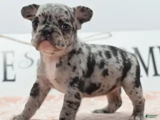 Mixed Breed dogs Ruby merle - Ad 2