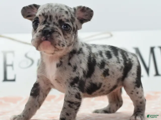 Mixed Breed dogs for sale: Ruby merle - Ad 1