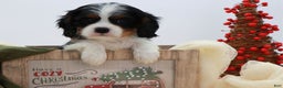 Cavalier King Charles Spaniel dogs for sale: Kye - Ad 17