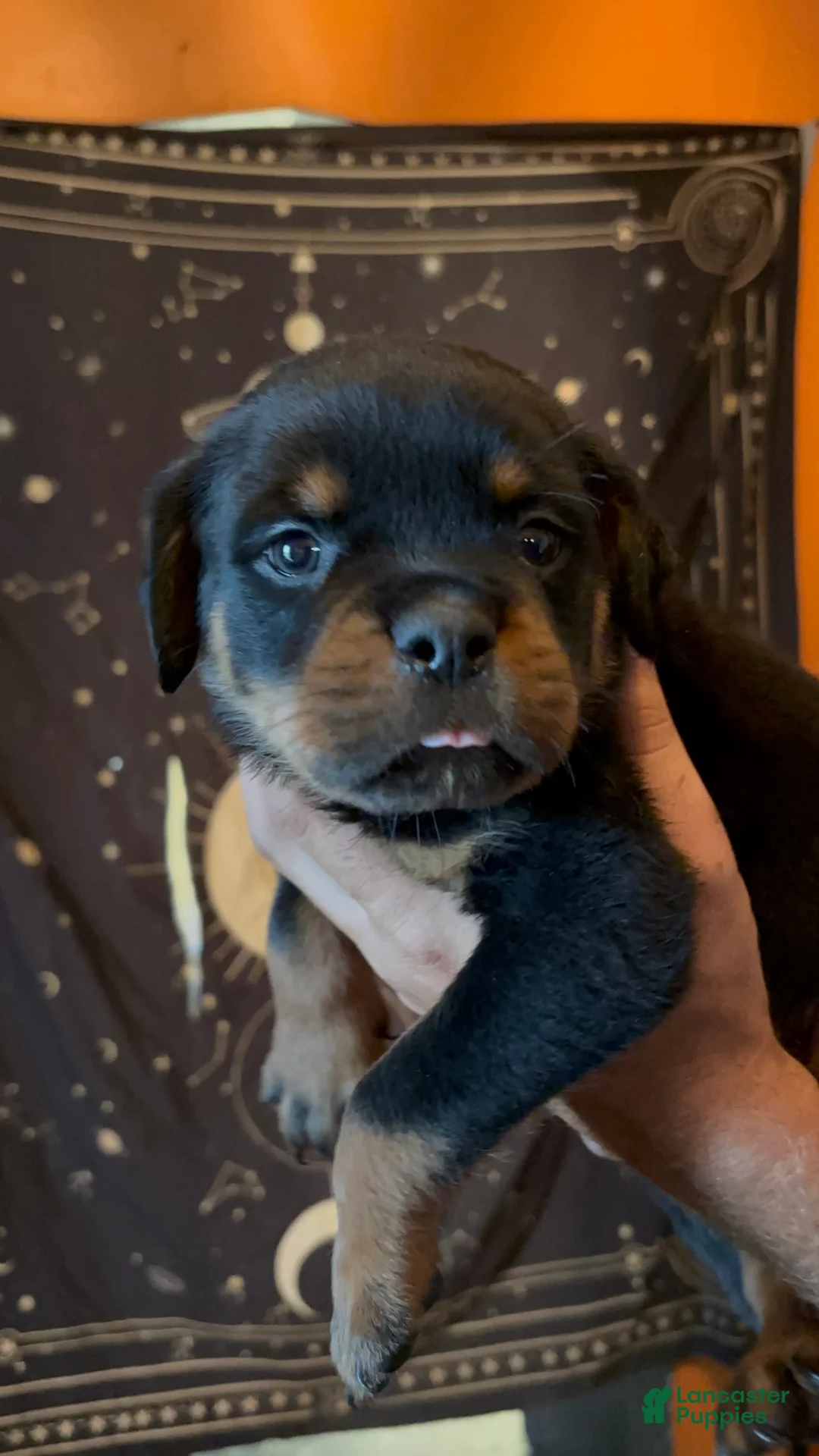 Rottweiler dogs for sale: Rottweiler 2 - Ad 2