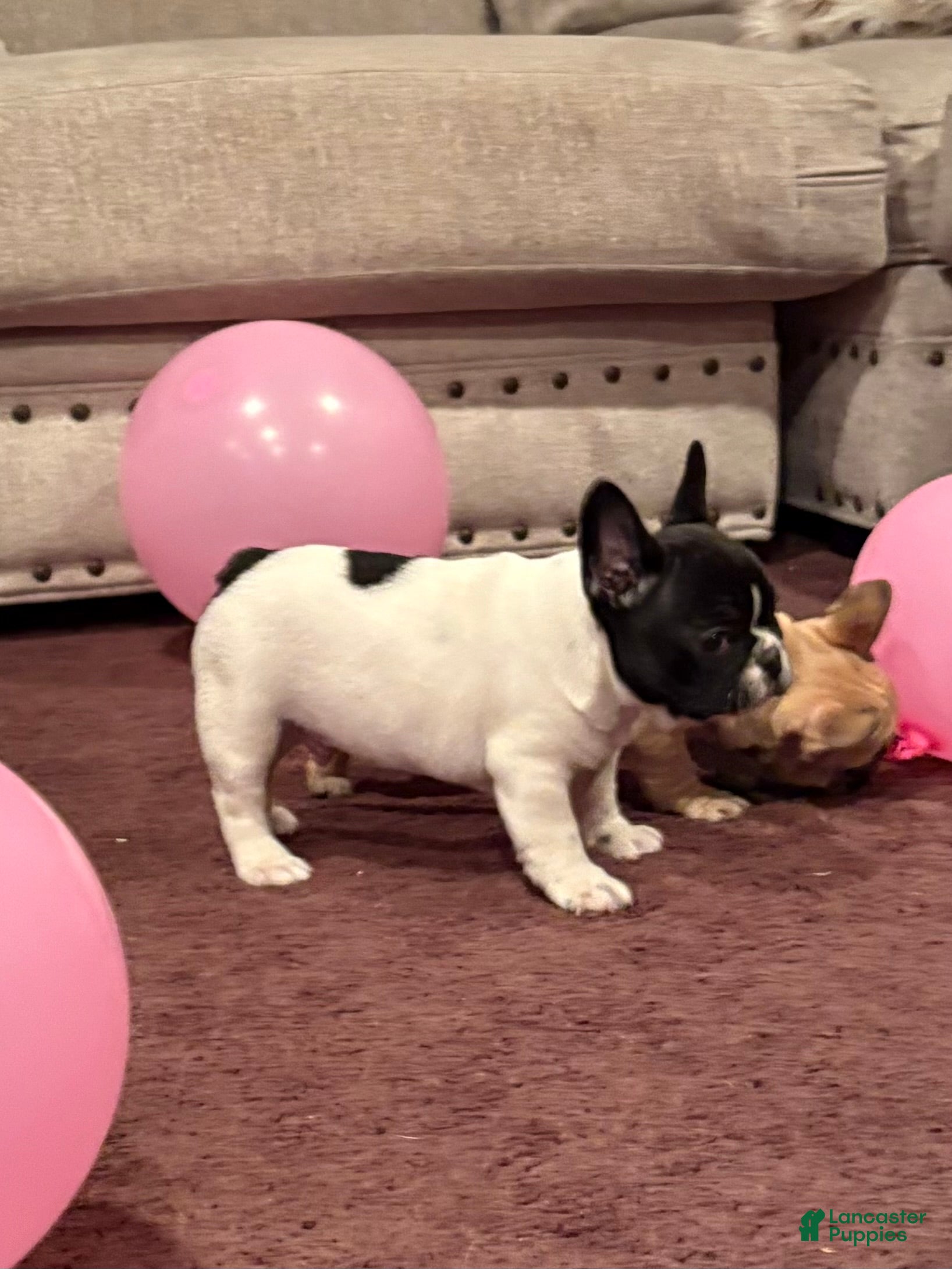 French Bulldog dogs Winston - Reserve Today!  - Ad 3