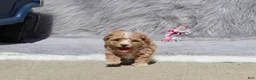 Havapoo dogs for sale: Zoey 🌷 Toy/Minature - Ad 27
