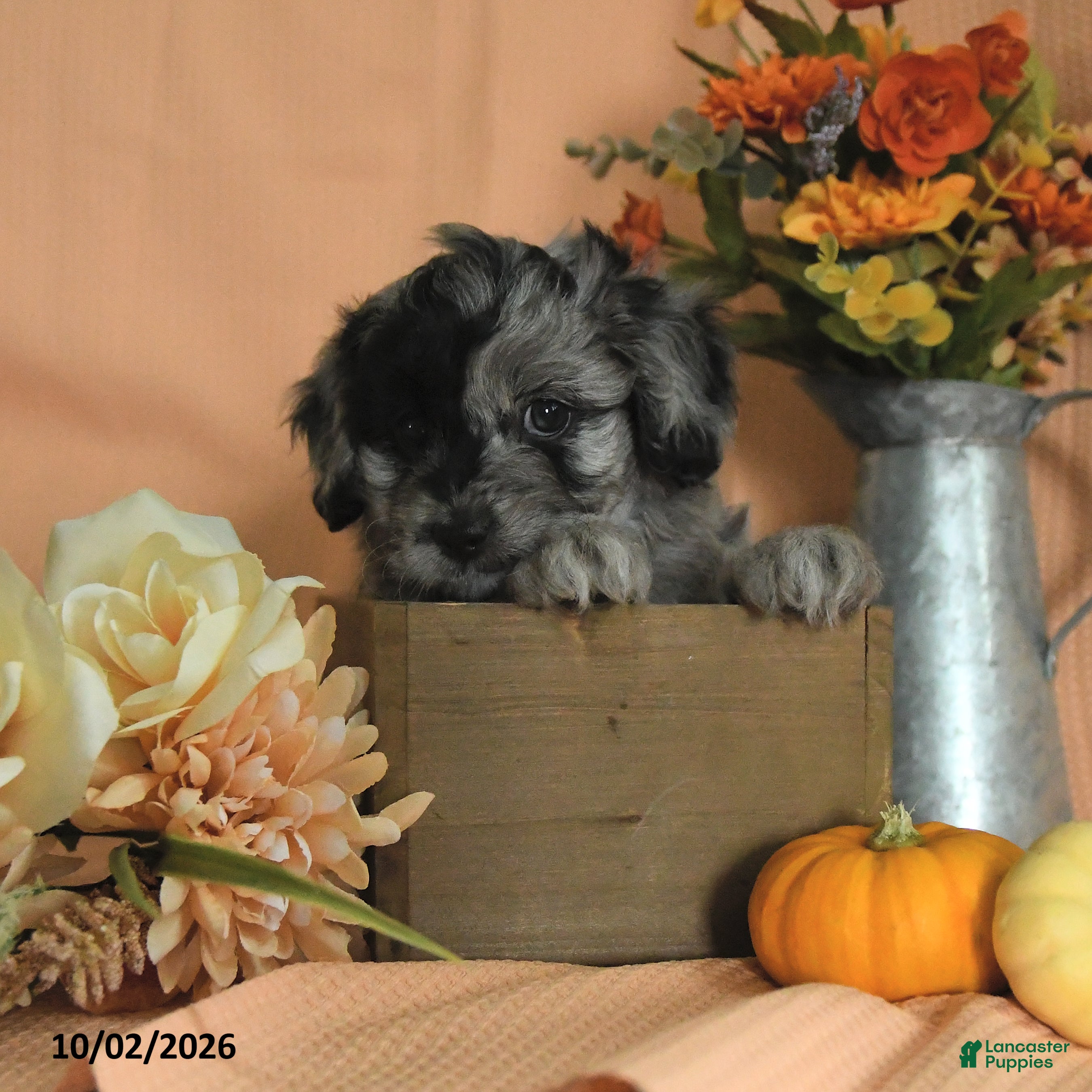 Mini Aussiedoodle dogs Louie - Ad 1