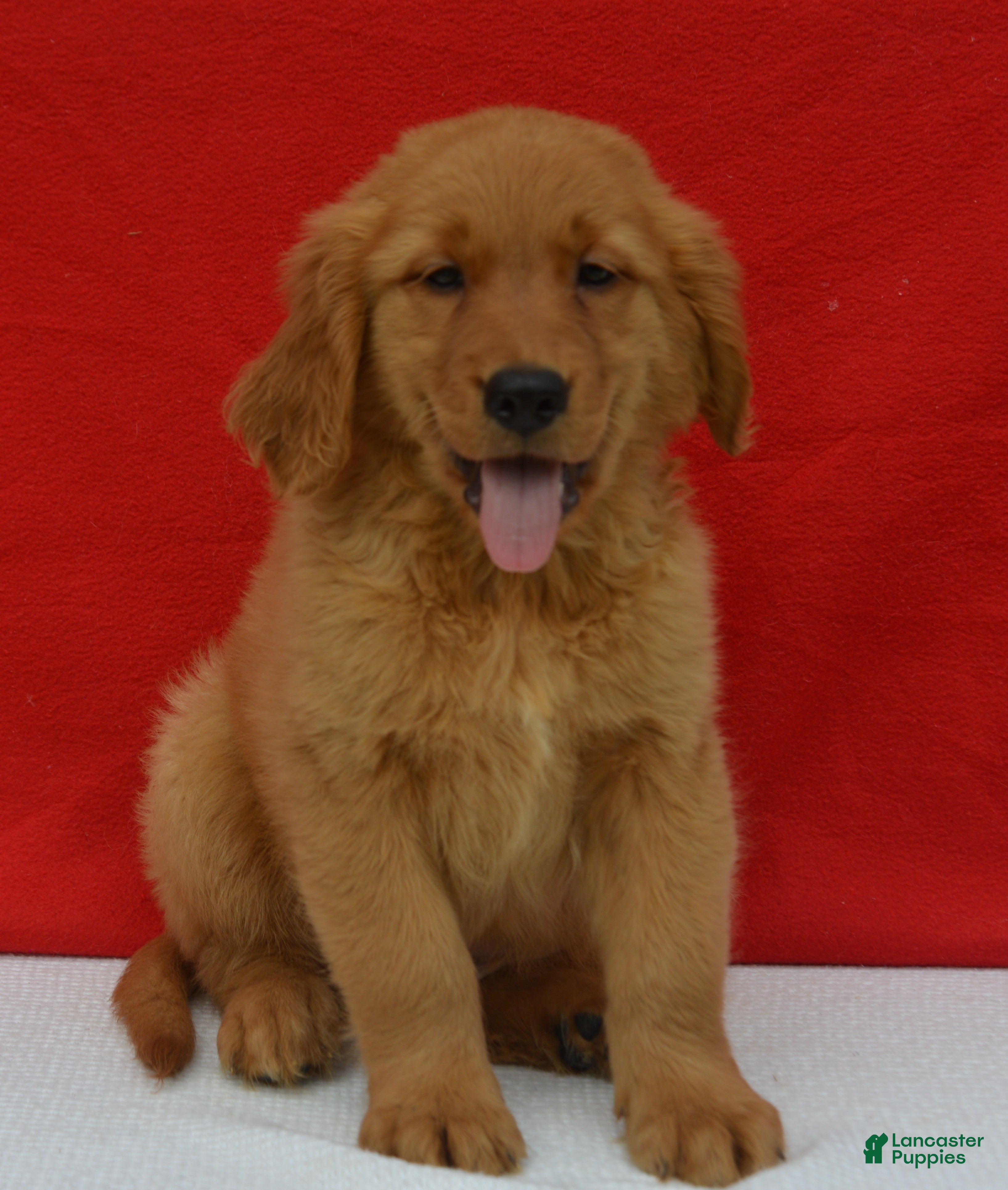 Golden Retriever dogs Logan - Ad 15