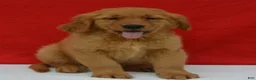 Golden Retriever dogs for sale: Logan - Ad 1