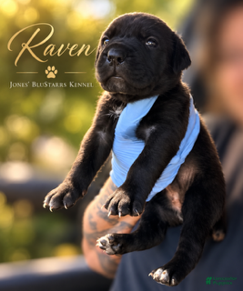 Cane Corso dogs Miss Raven - Ad 1
