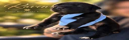 Cane Corso dogs for sale: Miss Raven - Ad 5