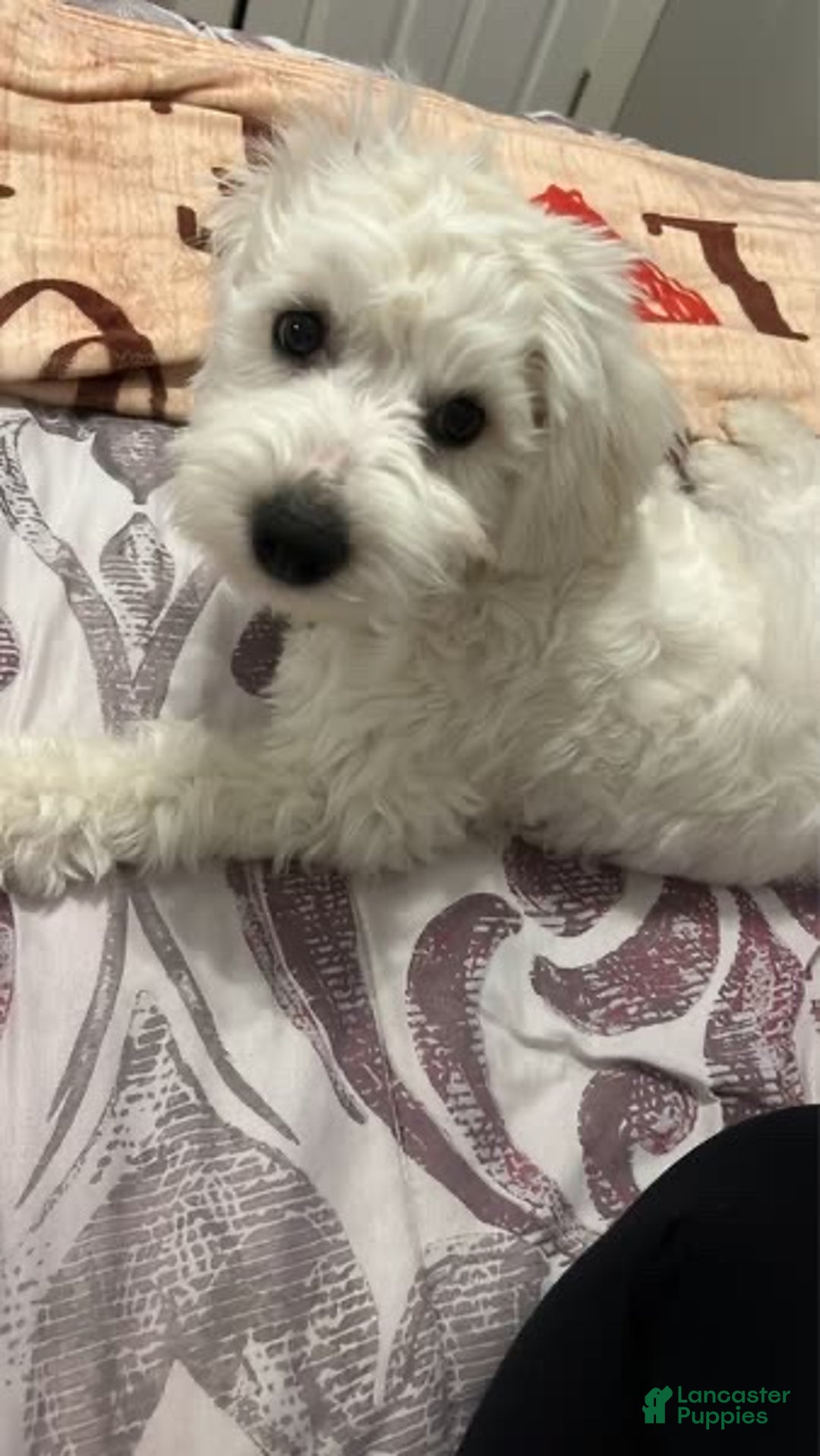 Bichpoo dogs for sale: Bichpoo Puppy 4 - Ad 6