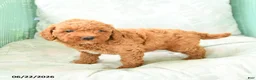 Miniature Poodle dogs for sale: Marion - Ad 1