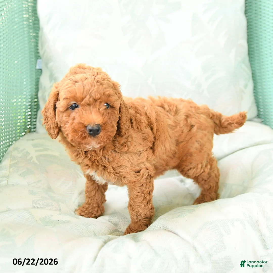 Miniature Poodle dogs for sale: Marion - Ad 1