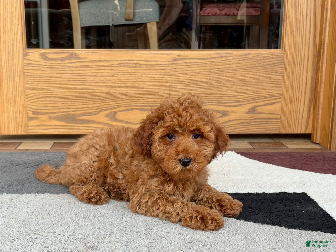 Cockapoo dogs for sale: Curtis - Ad 4
