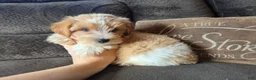 Yorkshire Terrier dogs for sale: Cody - Ad 3