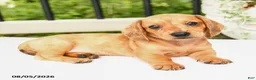 Miniature Dachshund dogs for sale: Tessa - Ad 10