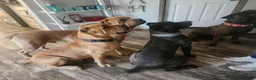 Cane Corso dogs for sale: Cane Corso 2 - Ad 80