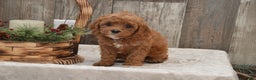 Cavapoo dogs for sale: Kimmy - Ad 2