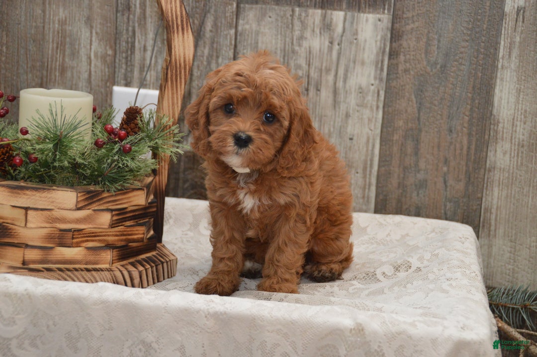 Cavapoo dogs for sale: Kimmy - Ad 2