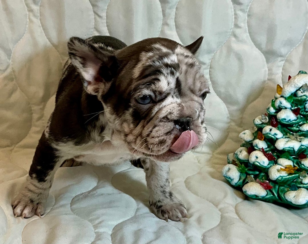 French Bulldog dogs for sale: Arrow - Ad 6