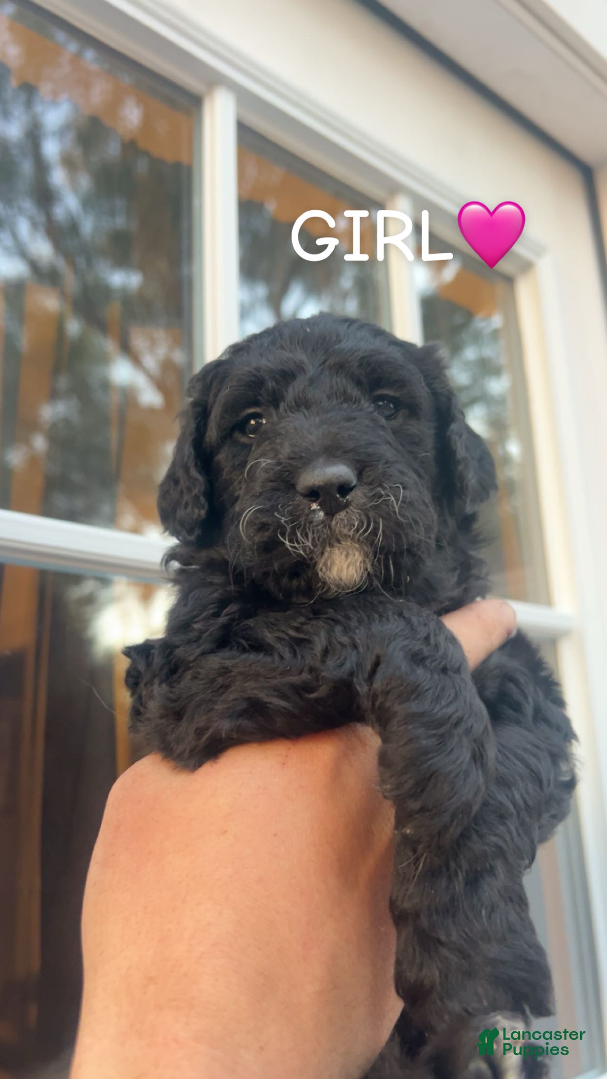 Goldendoodle dogs Goldendoodle Puppy 5 - Ad 12