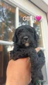 Goldendoodle Puppy 5