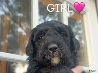 Goldendoodle dogs Goldendoodle Puppy 5 - Ad 8